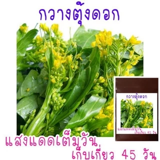 เมล็ด​พันธุ์​ กวางตุ้งดอก​ 500เมล็ด