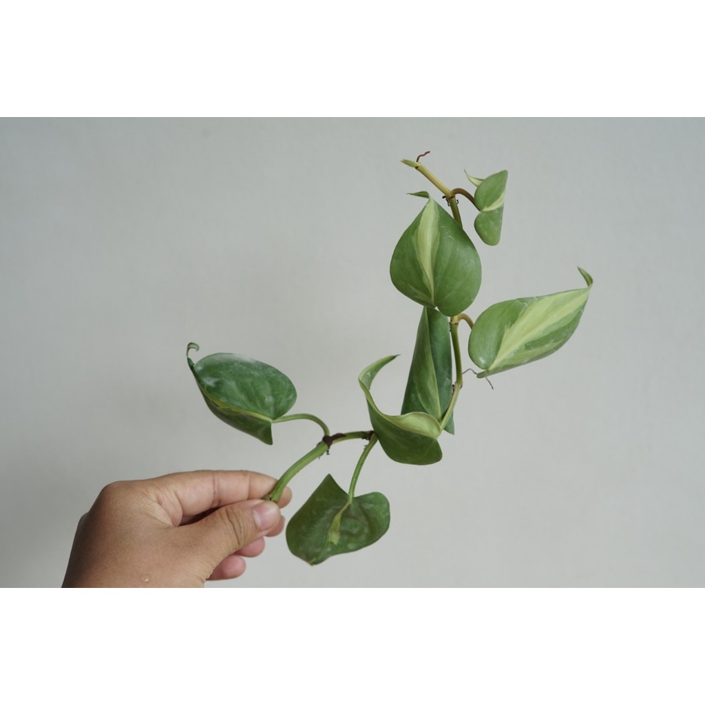 มุมมอง 6