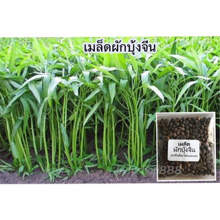 เมล็ดพันธุ์ ผักบุ้งจีน ผักสวนครัว 20 กรัม [10 แถม 1 คละได้]