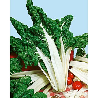 เมล็ด สวิสชาร์ตสีเขียว - Fordhook Swiss Chard