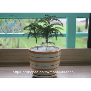 เมล็ดใหม่ 2025 เมล็ดสนฉัตร/สนฉัตรฮาวาย 5.5 กรัม / 30 กรัม Norfolk island pine**ศึกษาวิธีเพาะได้ในรายละเอียดสินค้า**