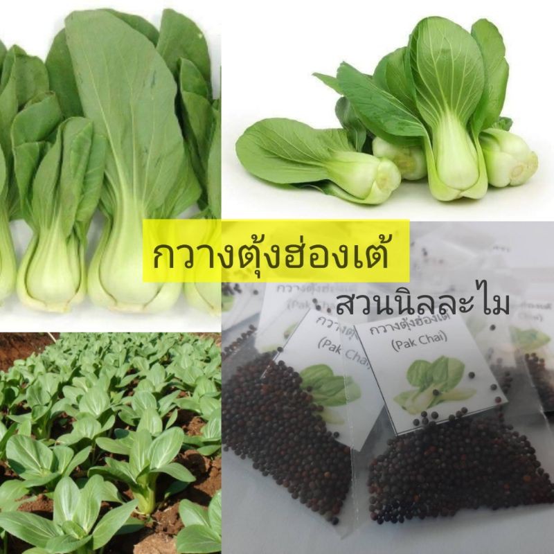 เมล็ดพันธุ์กวางตุ้งฮ่องเต้300เมล็ด(มีเก็บเงินปลายทาง)