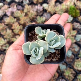 (ลดเพิ่ม 50% สูงสุด 100 ใส่โค้ด INCLV33) ไม้วางใบ/กุหลาบหินเลิฟรี่โรส/ช่อแน่นราคาสุดคุ้มในกระถางสองนิ้วส่งพร้อมกระถาง