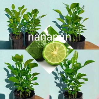 มะกรูด ต้นกล้ามะกรูด(เพาะเมล็ด)ต้นกล้า Bergamot seedlings (สินค้าพร้อมส่ง)