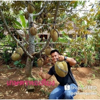 🌲หมอนทองต้นเตี้ย​🌲หมอนทองพันธุ์​เตี้ย​🏆สายพันธุ์​แท้​กิ่งกระโดงถุงใหญ่​สูง​1เมตร📣ติดผลไว​ใน2ปี🤟เนื้อ​ดีมาก🌲ระวังของปลอม🚧