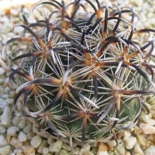 Coryphantha kracikii 30เมล็ด.-99