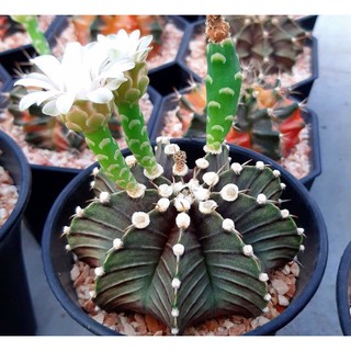 Gymnocalycium lb 2178 hybrid 50เมล็ด.-99