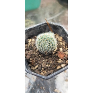 Rebutia Hoffmannii รีบูเทีย