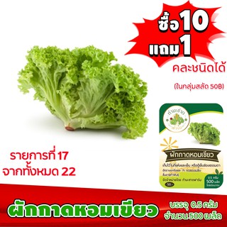 (ซื้อ10แถม1 ฟรีคู่มือ) เมล็ดพันธุ์ ผักกาดหอม เขียว GRAND RAPIDS 0.5กรัม (ประมาณ 500เมล็ด) ทำมะชาดฟาร์ม ผักสลัด