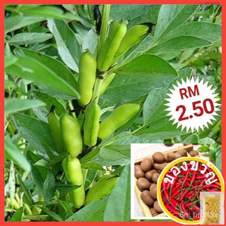 K2 Small Broad Bean Seeds (10 psc) Biji Benih Kacang Pa.rang Kecil / ขนาดเล็กถั่วเมล็ด花园/上衣/玫瑰/鲜花/通心菜/男装/seeds/帽子/裙子/园艺/