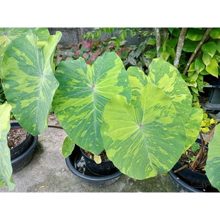 บอน เลม่อนไลม์ colocasia lemon lime ตัดสด