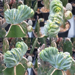 บลูคริสด่าง (ไม้กราฟ)  (Myrtillocactus variegated on grafted)