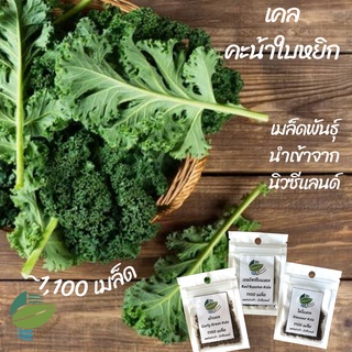 เมล็ดผักเคล 2 ชนิด ชนิดละ 1,100 เมล็ด เคลใบหยิก  เคลไดโนซอ นำเข้าจากนิวซีแลนด์