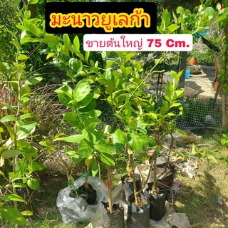 มะนาว ยูเลก้า ต้นมะนาว สูง 75Cm.