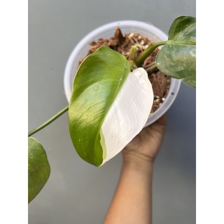 Philodendron white princess 👸🤍💓💚