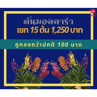 เซตกล้วยไม้ สกุลมอคคาร่าเซต 10 สี 15 ต้นติดดอกสมบูรณ์ แข็งแรง ออกดอกสวยตลอดปี