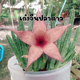 เก๋งจีนปลาดาว ดอกใหญ่