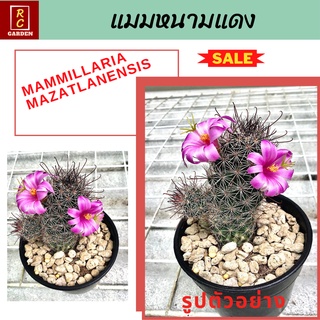 แมมหนามแดง Mammillaria mazatlanensis แคคตัส กระบองเพชร ส่งพร้อมกระถาง