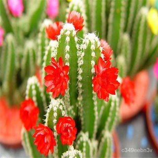 (ปลูกง่าย/เมล็ด)1แพ็ค โอพันเทีย Cactus Seeds บอนสี เมล็ด ต้นกระบองเพชรขนาดมินิ กระบองเพชร แคคตัส ซัคคิวเลนท์