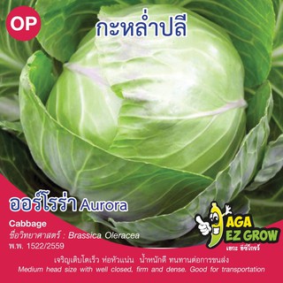 เมล็ดพันธุ์ กะหล่ำปลี ออโรร่า บรรจุ 0.5 กรัม [โปรโมชั่น ซื้อ10ซอง แถมฟรี 1ซอง]