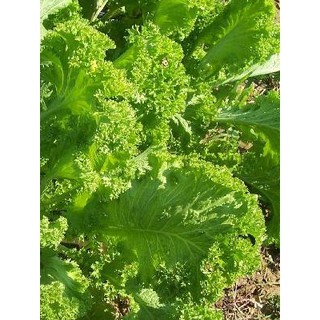 เมล็ด ผักกาดเขียวใบหงิก - Southern Giant Curled Mustard