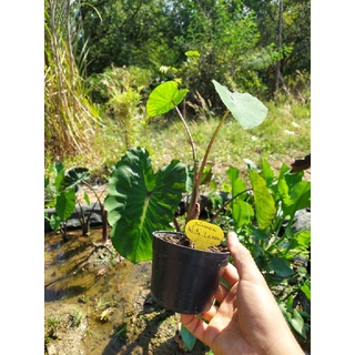 ต้นเพาะจากหน่อ Colocasia White Lawa กระถาง 4 นิ้ว โคโลคาเซีย ไวท์ลาวา