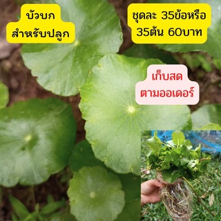 บัวบก ต้นใบบัวบก สำหรับปลูก 35ข้อ60บาท