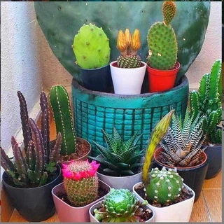 🌿ชุดแหนบสแตนเลส 3 ชิ้น คีมคีบแหนบรุ่น DIY แหนบอิเล็กทรอนิก