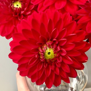 รักเร่ Dahlia สายพันธุ์ Red Carpet Border นำเข้าจากเนเธอร์แลน หัวสดใหม่ 1 หัว/ออเดอร์