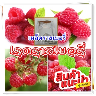 เมล็ดเรดราสเบอรี่ Redraspberryบรรจุซองละ 100 เมล็ด🍓🍓 (กรอกโค้ด L4MLF4 คูปองส่วนลด 20% ใช้ได้ 1-30 ก.ย )