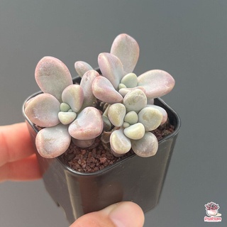 ลูกอมเอลเลน Graptopetalum Ellen ไม้อวบน้ำ กุหลาบหิน cactus&amp;succulentหลากหลายสายพันธุ์