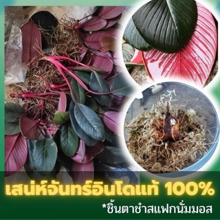 ชิ้นตาต้นเสน่ห์จันทร์สายพันธุ์นำเข้าจากอินโดแท้ 100% สายพันธุ์ไม้หายาก ใบสวยจัดๆ คัดข้อตาชัด พร้อมส่ง