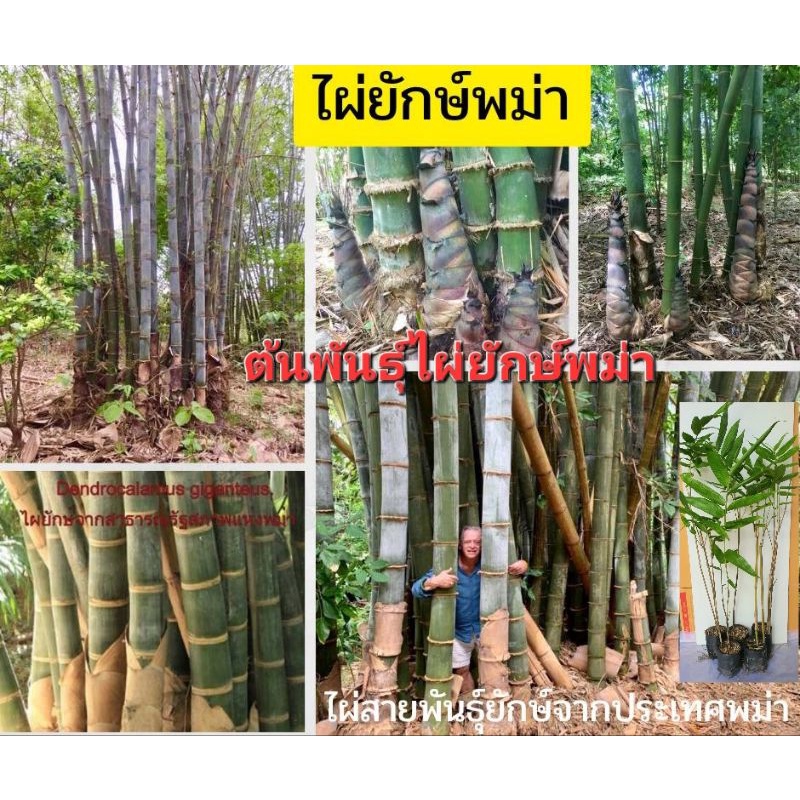 ต้นพันธุ์ไผ่ยักษ์พม่า Dendrocalamus Giganteus ไผ่ใหญ่ ลำเปลาตรง เนื้อหนา เหนียว เเกร่ง ต้นพันธุ์  239 ฿