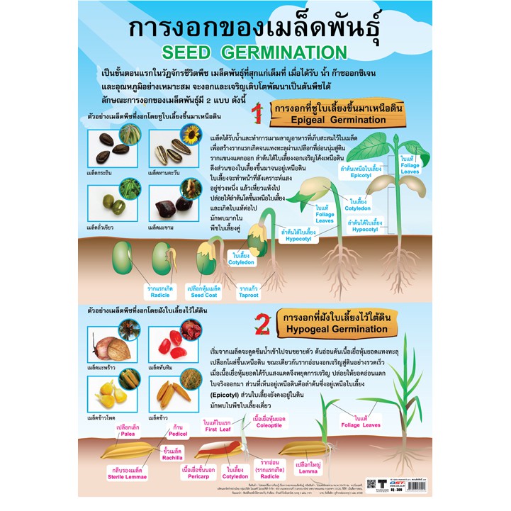 โปสเตอร์การงอกของเมล็ดพันธุ์ โปสเตอร์กระดาษ #EQ-309 โปสเตอร์สื่อการเรียนการสอน