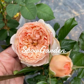 กุหลาบ 🌹 Masora มาโซระ กุหลาบญี่ปุ่น ดอกหอมแรง แบบถุง