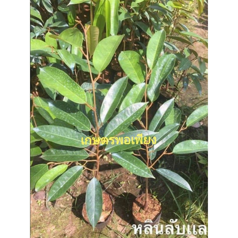 ต้นทุเรียน​ หลินลับแล​ สายพันธุ์​แท้ ของดีประจำจังหวัดอุตรดิตถ์​ เป็นอีก1พันธุ์​ทุเรียน​ชื่อดังของไทยรสชาดอร่อยราคาดี