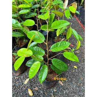 ต้นทุเรียนเสียบยอดสายพันธุ์กระดุม