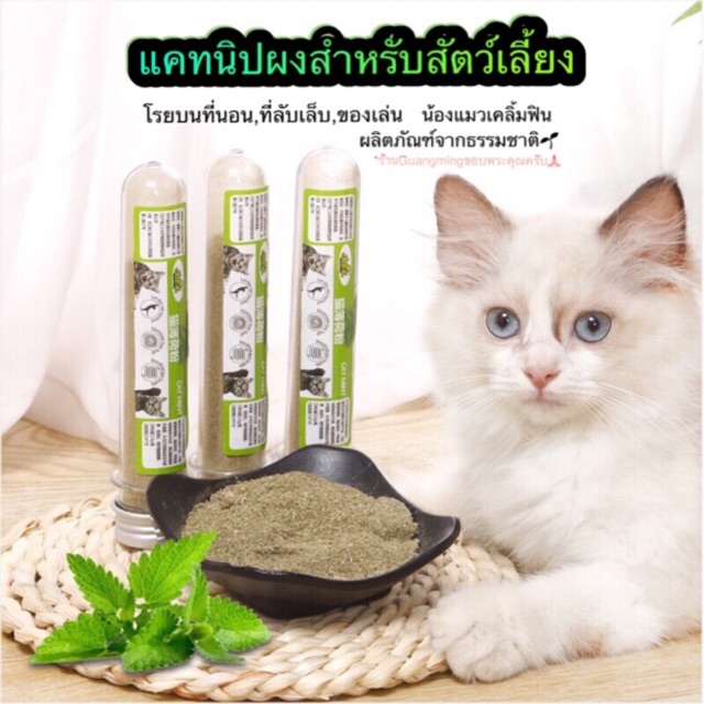 กัญชาแมว แคทนิปผง Catnip ( พร้อมส่ง )