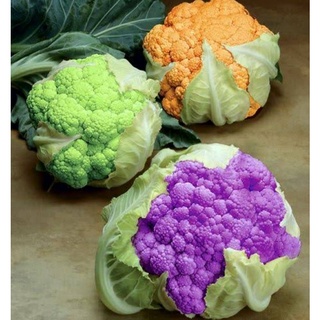 เมล็ดพันธุ์กะหล่ำดอกคละสี Mix Colored Cauliflower Seeds บรรจุ 100 เมล็ด นำเข้าจากต่างประเทศ ของแท้ คุณภาพดี ราคาถูก