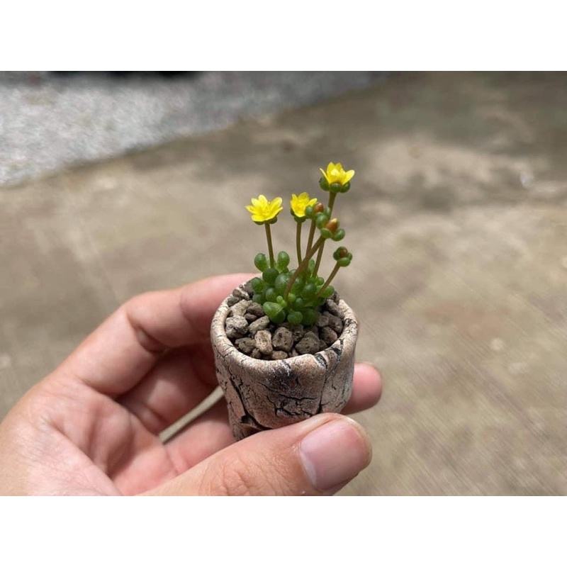 Portulaca monanthoides ไม้อวบน้ำ rare item คุณนายตื่นสายจิ๋ว ส่งถอดกระถาง