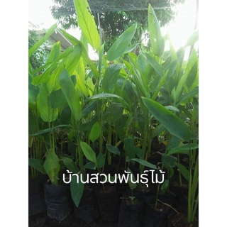 ต้นสาคูไทย ชุดละ 10 ต้น