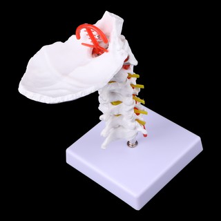 *❤❤Cervical Vertebra Arteria Spine Spinal Nerves Anatomical Model Life Size