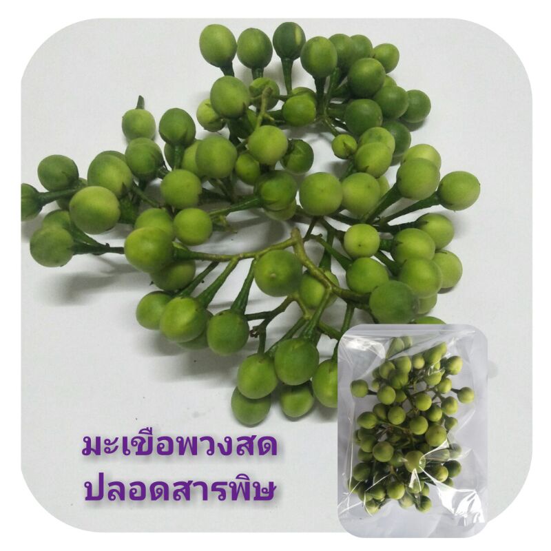 มะเขือพวงสด ปลอดสารพิษ ทำแกงตำน้ำพริก 200กรัม