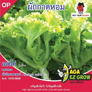 AGA SHOP เมล็ดพันธุ์ผักกาดหอม เอคโค่