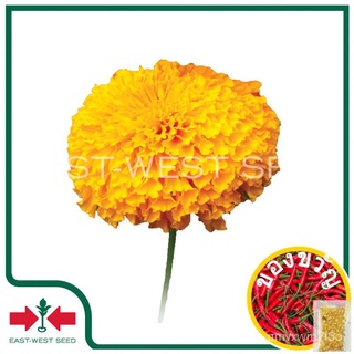 เมล็ดอวบอ้วน100%，ไทยในสต็อกพร้อมส่งEast-West Seed เมล็ดพันธุ์ดาวเรือง (Marigold seeds) รัศมี สีส้ม F1 เมล็ดพันธุ์ดอกไม้