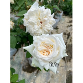 White O’hara rose (ไวท์โฮร่า) กุหลาบตัดดอก