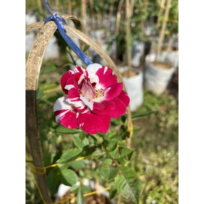 F486 กุหลาบเลื้อย ไฮไลต์ปาร์ตี้ ปลูกง่าย โตเร็ว ดอก2สี สีสดสวย