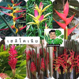 เฮลิโคเนีย 🌼🌺(ส่งแบบเหง้าตัดใบ)