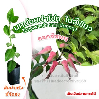 นกน้อยนำโชค พันธุ์ตัวผู้ ออกดอกคล้ายนกตัวสีชมพู ใบสีเขียวหยก, 1ต้น ในถุงเพาะชำ รากแน่นทุกถุง