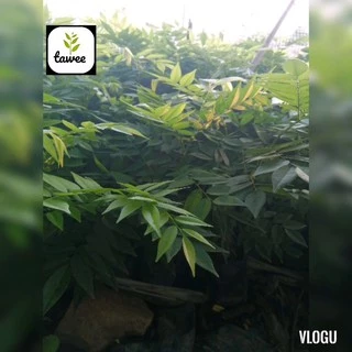 ต้นพยุงไหหลำ​ สูง​ 15-20​ ซม.​ กล้าไม้​ป่าไม้​เศรษฐกิจ​